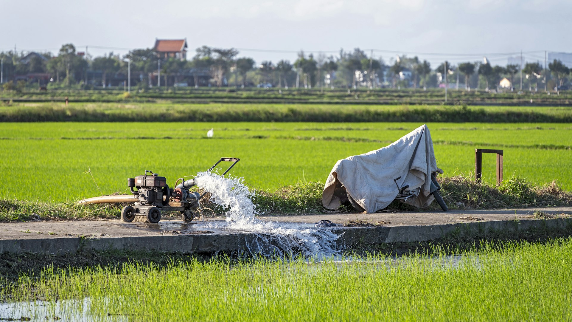Food system resilience support for participating African countries